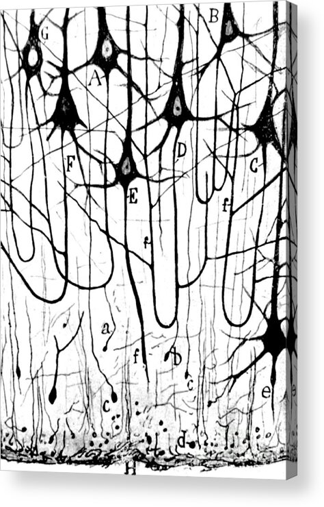 Ramon Y Cajal Acrylic Print featuring the photograph Pyramidal Cells Illustrated By Cajal by Science Source