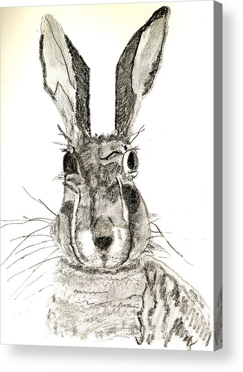 Rabbit Acrylic Print featuring the drawing Rabbit by Sandy McIntire