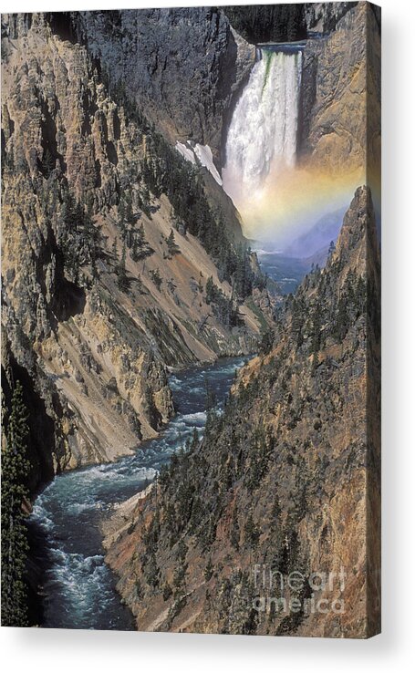 Yellowstone;waterfall; Acrylic Print featuring the photograph Rainbow on the Lower Falls by Sandra Bronstein