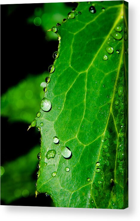 Raindrops Acrylic Print featuring the photograph Raindrops On Green Leaf by Andreas Berthold