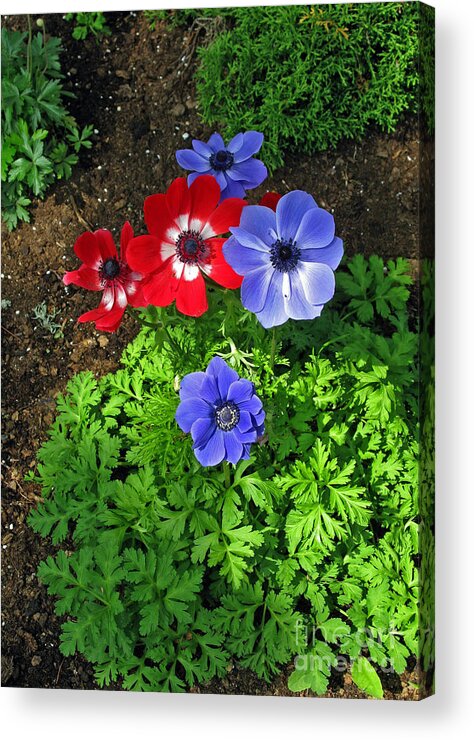 Anemone Acrylic Print featuring the photograph Red and Blue Anemones by Ausra Huntington nee Paulauskaite