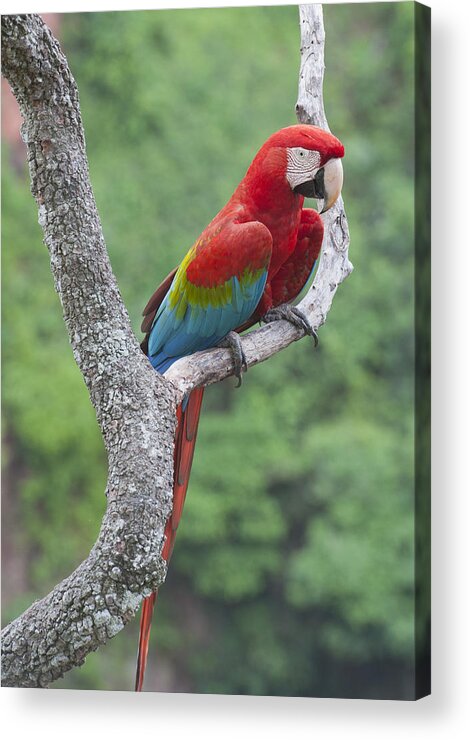 Feb0514 Acrylic Print featuring the photograph Red And Green Macaw Pantanal Brazil by Kevin Schafer