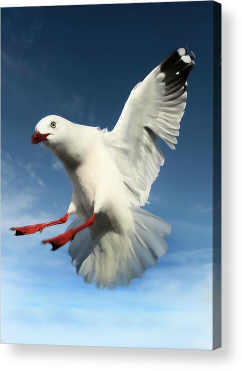 Amanda Stadther Acrylic Print featuring the photograph Red Billed Seagull by Amanda Stadther