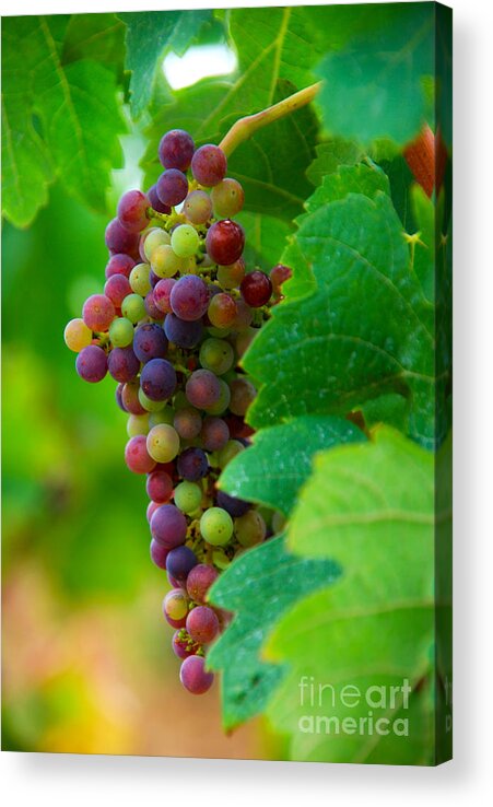 Bordeaux Acrylic Print featuring the photograph Red Grapes by Hannes Cmarits