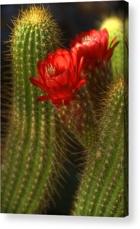 Red Torch Cactus Acrylic Print featuring the photograph Red Torch II by Saija Lehtonen