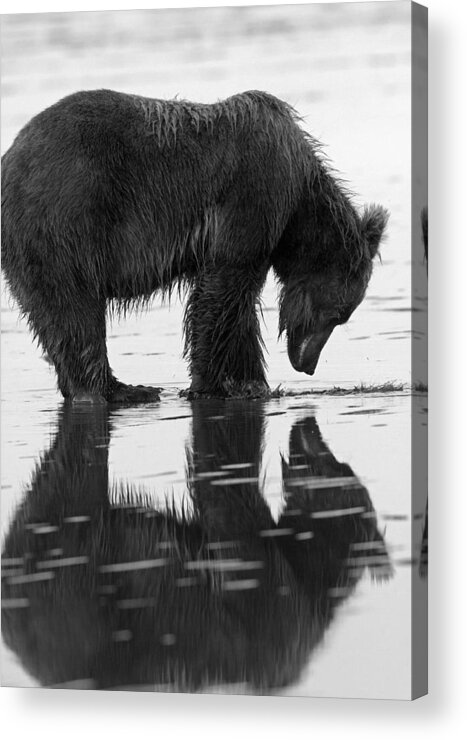 Bear Acrylic Print featuring the photograph Reflection of Our Inner Selves by Shari Sommerfeld