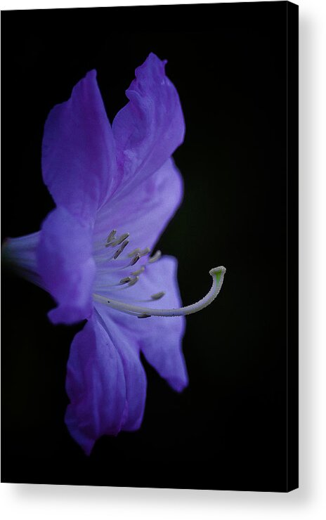 Rhododendron Acrylic Print featuring the photograph Rhododendron by Ron Roberts