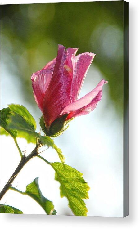 Rose Acrylic Print featuring the photograph Rose of Sharon by Susan Moody