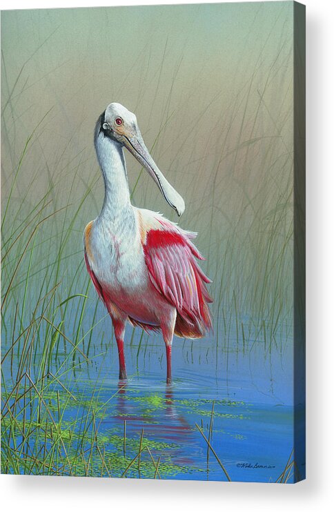 Roseate Spoonbill Acrylic Print featuring the painting Roseate Spoonbill by Mike Brown