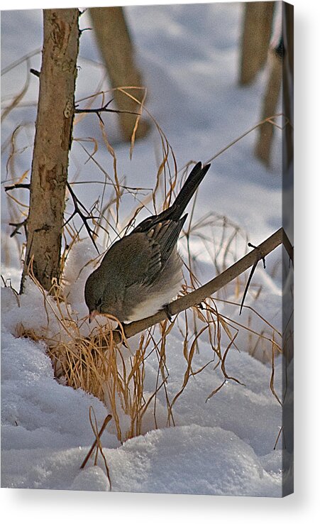 New Needs Reviewed Acrylic Print featuring the photograph Searching for Food Wil 31 by Gordon Sarti