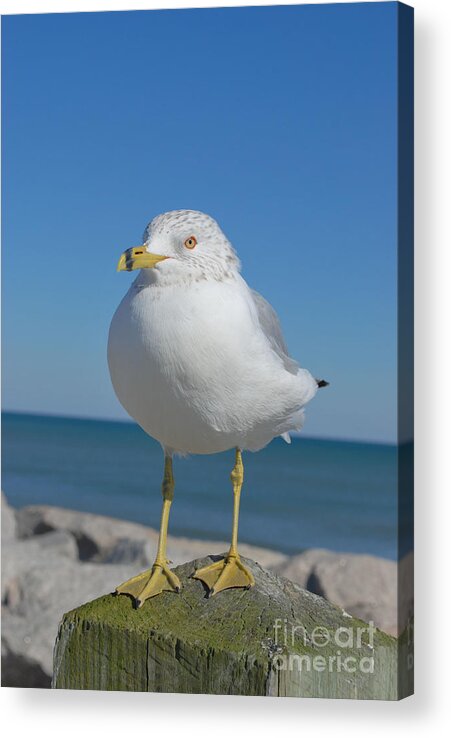 Sea Gull Acrylic Print featuring the photograph Ring-Nosed Gull by Bob Sample