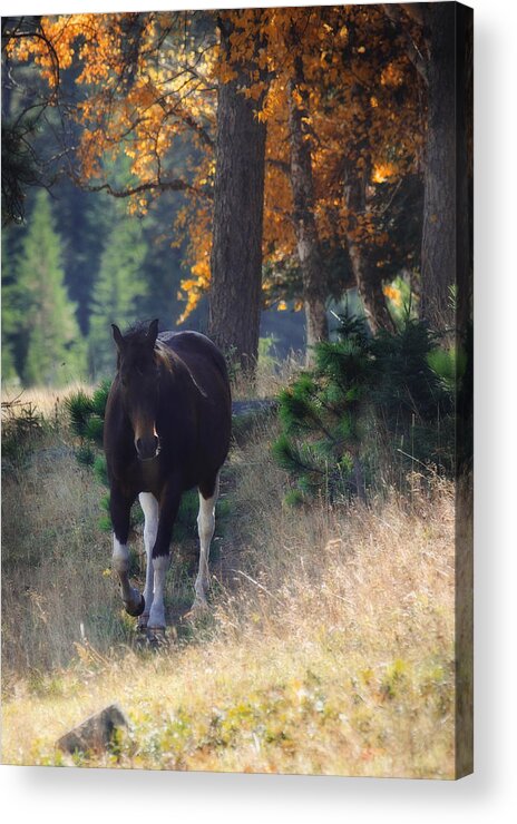 Horse Acrylic Print featuring the photograph September Surrender by Amanda Smith