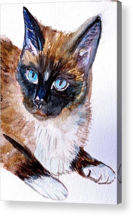 Siamese Acrylic Print featuring the photograph Siamese Cat Portrait by Her Arts Desire