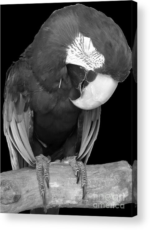 Macaw Acrylic Print featuring the photograph Sleepy Bird There is a Nap for That B and W by Barbie Corbett-Newmin