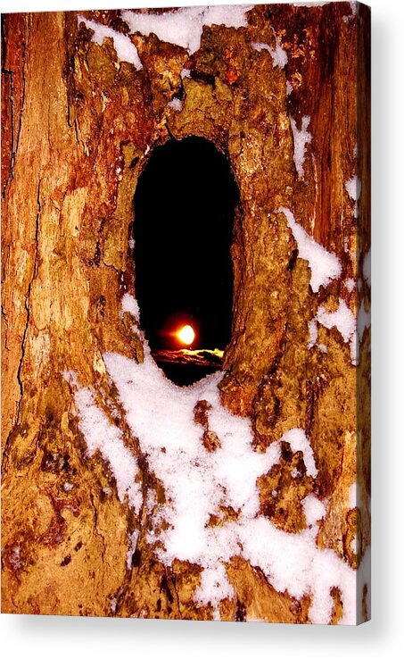 Tree Acrylic Print featuring the photograph Sleepy Hollow by Sharon Costa