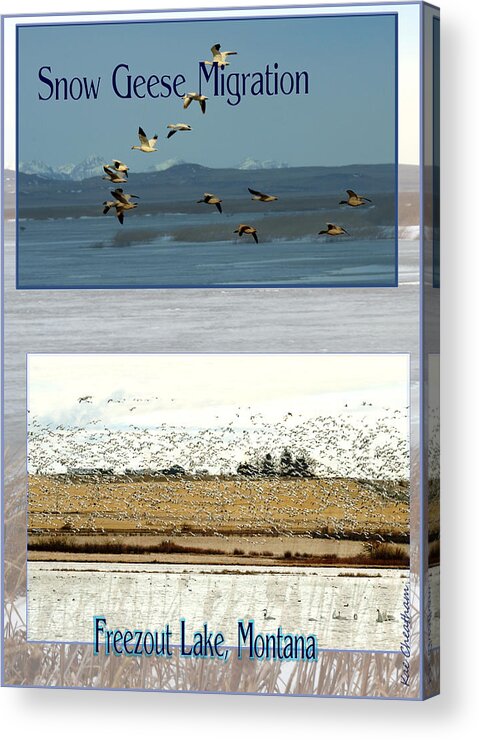 Snow Geese Acrylic Print featuring the digital art Snow Goose Poster by Kae Cheatham