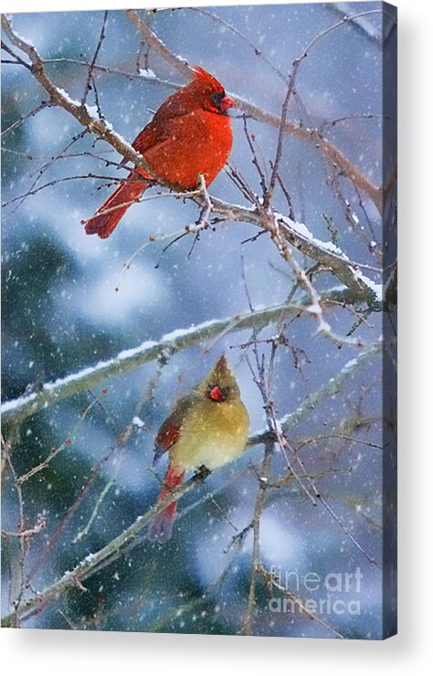 Cardinal Acrylic Print featuring the photograph Snowy Cardinal Pair by Clare VanderVeen