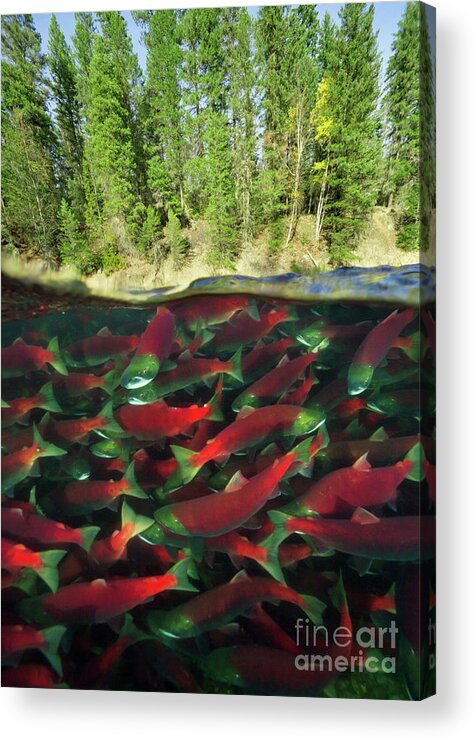 00451891 Acrylic Print featuring the photograph Sockeye Salmon Run by Yva Momatiuk John Eastcott