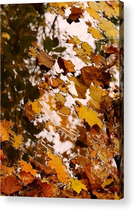 Leaves Acrylic Print featuring the photograph Soft Landing by Photographic Arts And Design Studio