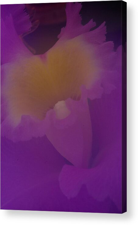 Orchid Acrylic Print featuring the photograph Soft Orchid by Ken Dietz