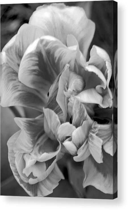 Flower Acrylic Print featuring the photograph Soft Petal Lady by Leslie Cruz