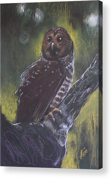 Alicja Coe Painting Acrylic Print featuring the pastel Spotted Owl by Alicja Coe
