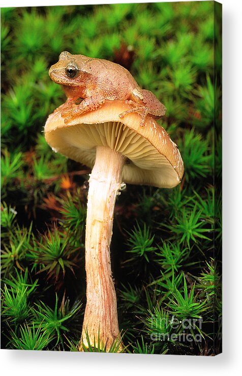 Spring Peeper Acrylic Print featuring the photograph Spring Peeper On Mushroom by Gary Meszaros