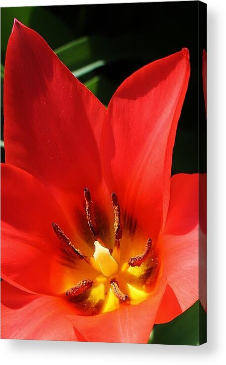Flora Acrylic Print featuring the photograph Springs Beginning by Bruce Bley