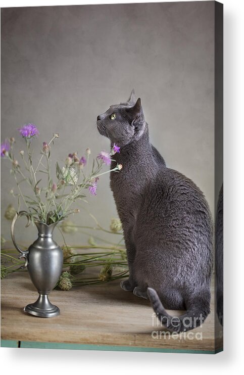 Cat Acrylic Print featuring the photograph Still Life with Cat by Nailia Schwarz
