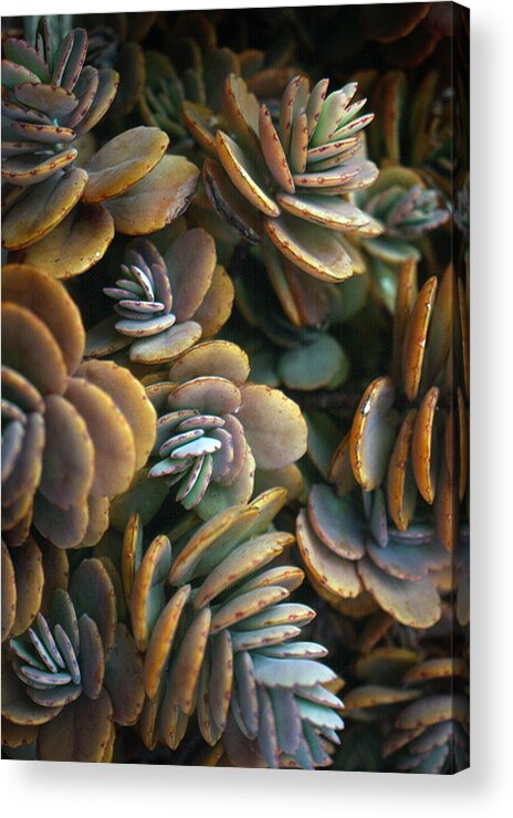  Acrylic Print featuring the photograph Succulents by Ben Kotyuk