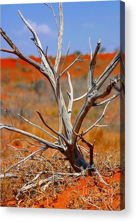 Australia Acrylic Print featuring the photograph Sunbleached by Henry Kowalski