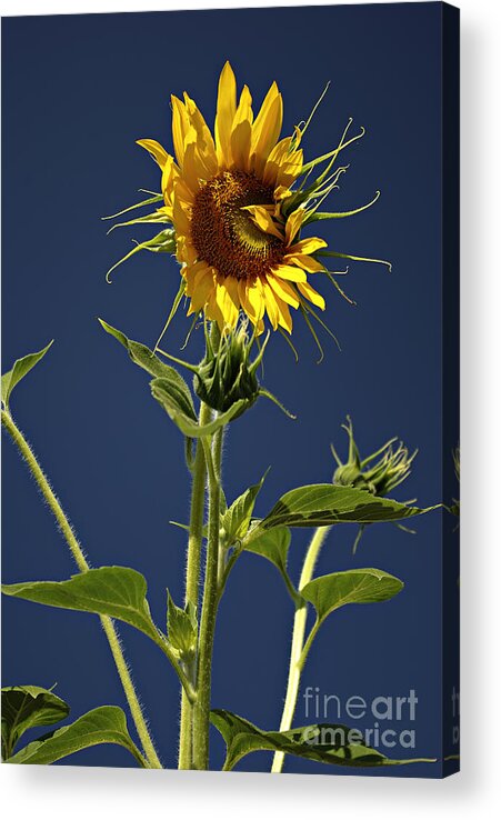 Background Acrylic Print featuring the photograph Sunflowers by Zoran Berdjan
