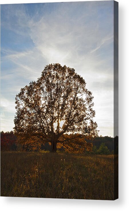 Tree Acrylic Print featuring the photograph Sunset Tree by Carol Erikson
