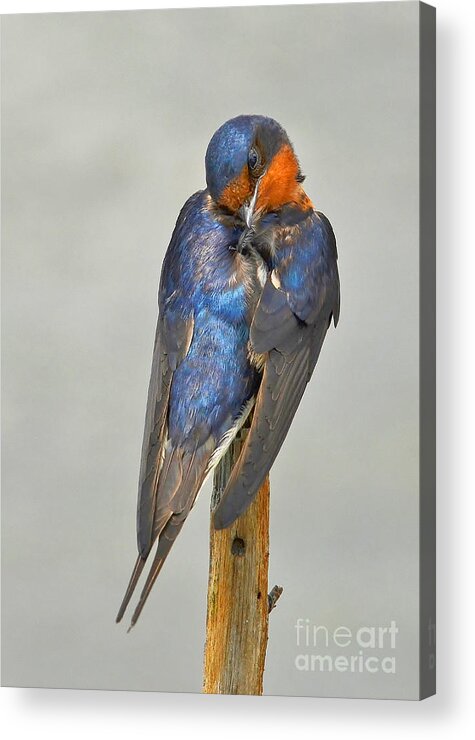 Swallow Acrylic Print featuring the photograph Swallow by Kathy Baccari