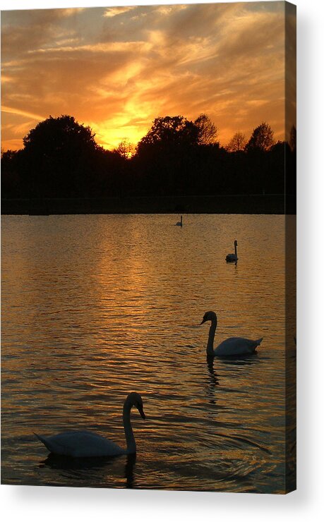 Swan Acrylic Print featuring the photograph Swan Lake by John Topman