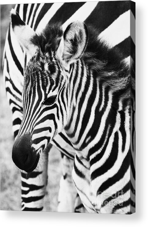 Zebra Acrylic Print featuring the photograph Tanzania Zebra Foal by Chris Scroggins