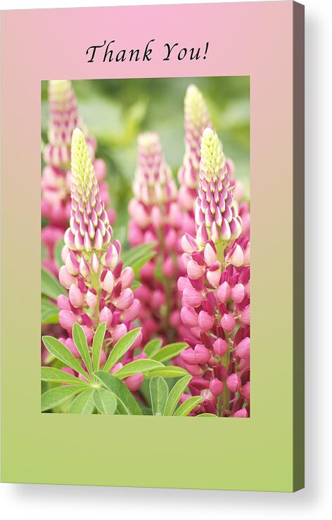 Lupine Acrylic Print featuring the photograph Thank You Lupine Pastels by Michael Peychich