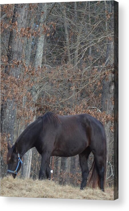 Black Acrylic Print featuring the photograph The Black by Maria Urso