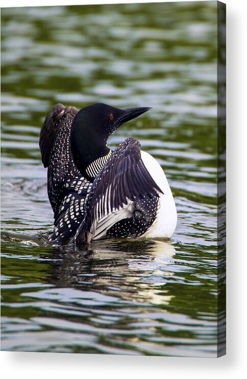 Bird Acrylic Print featuring the photograph The Common Loon by Bill and Linda Tiepelman