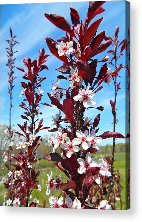 Shrubs Acrylic Print featuring the photograph The Essence of Spring by Randy Rosenberger
