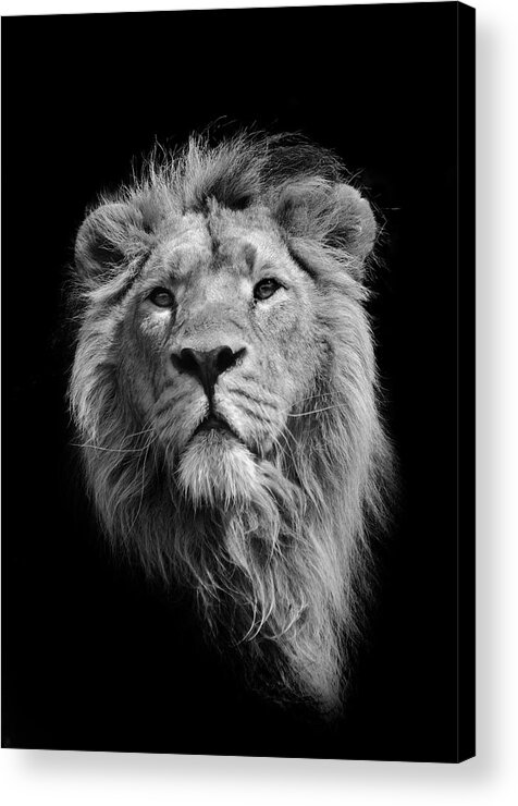 Animal Themes Acrylic Print featuring the photograph The King Asiatic Lion by Stephen Bridson Photography