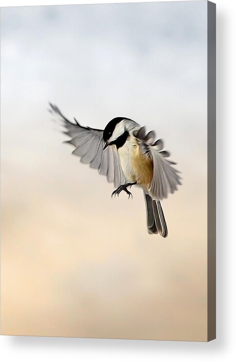Chickadee Acrylic Print featuring the photograph The landing by Bill Wakeley