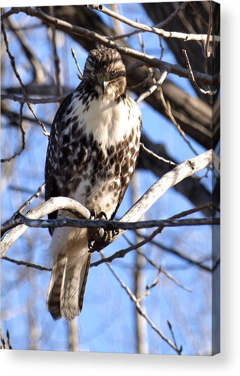 Wild Coopers Hawk Acrylic Print featuring the photograph The Look Says it All by Thomas Young