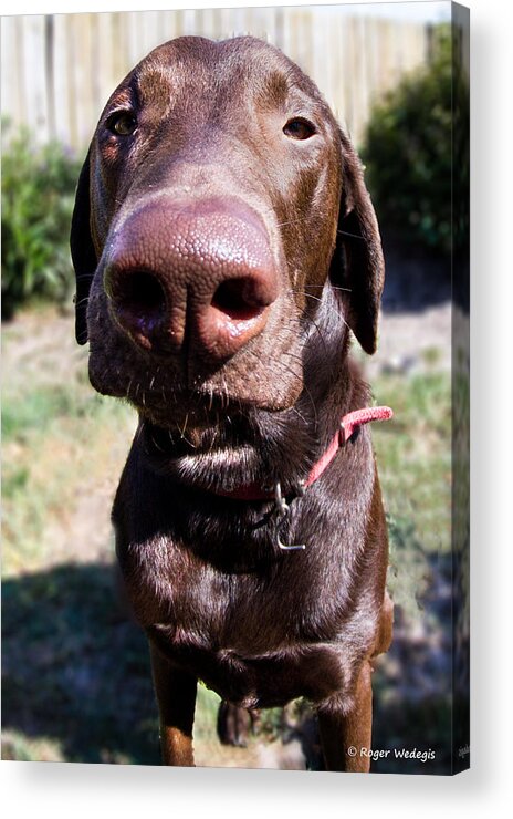 Labrador Acrylic Print featuring the photograph The Nose Knows by Roger Wedegis