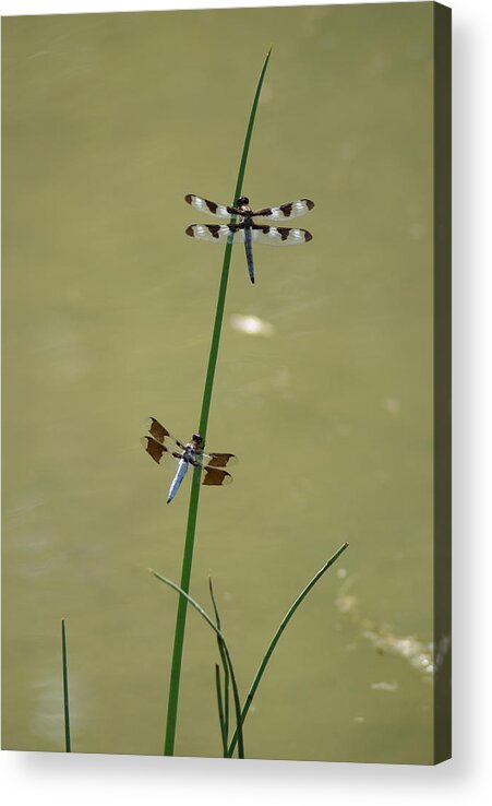 Dragonflies Acrylic Print featuring the photograph The Skimmer and the Whitetail by Ben Upham III