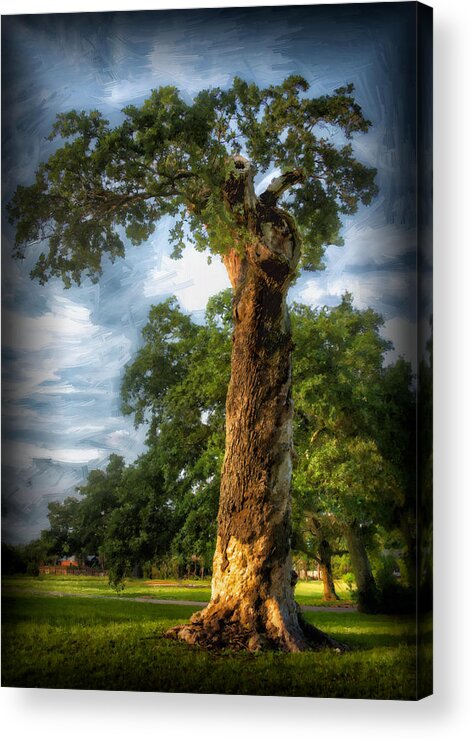 Oak Acrylic Print featuring the photograph The Wisdom Tree by Sandra Lynn