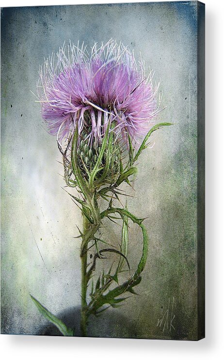 Thistle Acrylic Print featuring the photograph Spurred with many thorns ... by Louise Kumpf