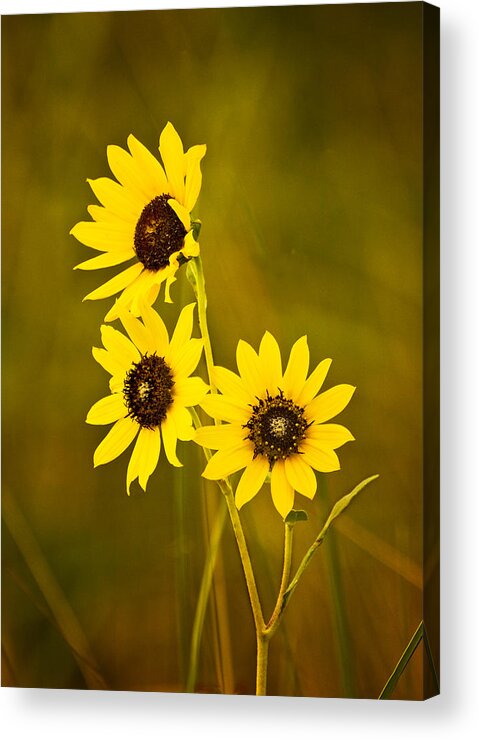 Black Eyed Susan Acrylic Print featuring the photograph A Trio Of Black Eyed Susans by Gary Slawsky