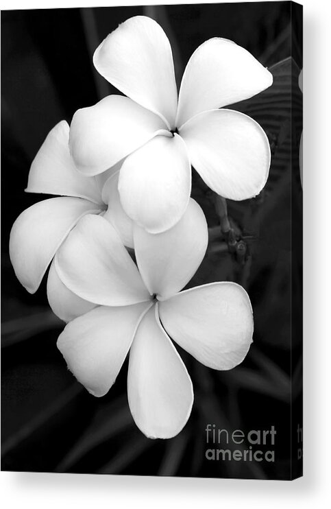 Macro Acrylic Print featuring the photograph Three Plumeria Flowers in Black and White by Sabrina L Ryan