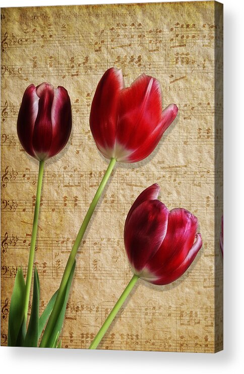 Three Tulips & Music Flower - Maria Holmes Acrylic Print featuring the photograph Three Tulips and Music by Maria Holmes